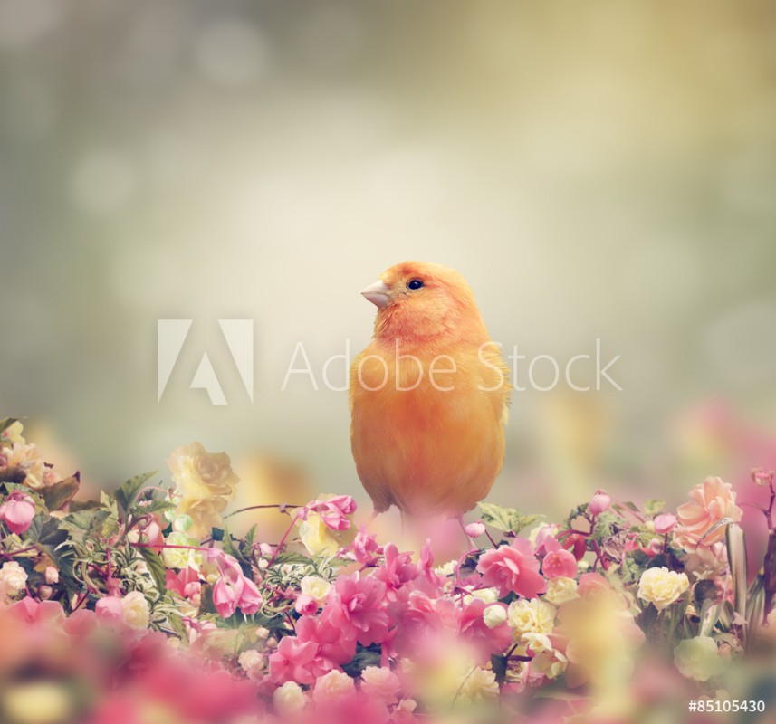 Picture of Yellow Bird